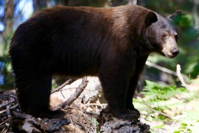 California cyclist crashes into black bear during ride: ‘As surprised as I was’