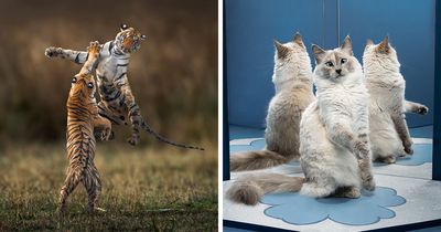 84 Wildlife Photos From The 2025 Chromatic Awards Capturing Animals At Their Most Majestic