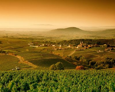 Is there such a thing as affordable white burgundy?