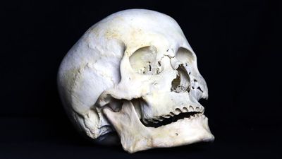 Florida thrift store reports grisly discovery as real human skull donated: ‘I think it was a war trophy’