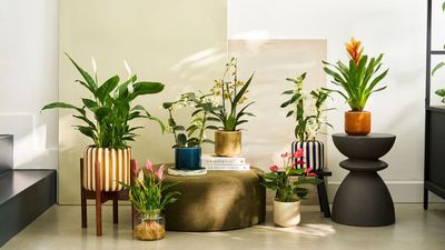 Okay, We're Not Making These 5 Houseplant Mistakes in 2026 — They're All Outdated Ideas for Caring for Your Home's Indoor Garden