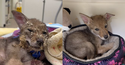 'Vet Steps In': 4-Week-Old Coyote Pup Frozen in Fear, Covered in Hundreds of Cholla Spines