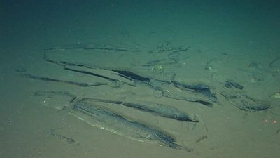 Scientists discover where whales go to die