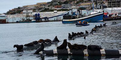 Sharks, seals, hunters, tourists – how wildlife-human interactions matter for conservation