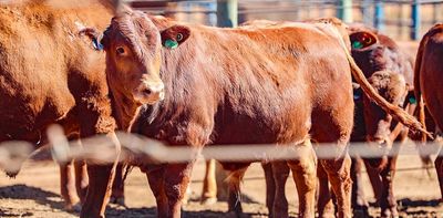 Foot and mouth disease in South Africa: how a tracking system would control outbreaks