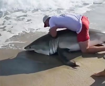 Video shows angler freeing great white shark after surprise catch at Nantucket