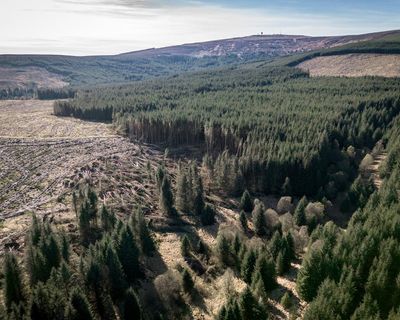 Commercial forests and biodiversity claims