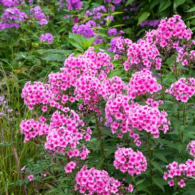 Experts say the deadline for giving your plants the Chelsea chop is looming – 5 plants to tackle now for extra blooms and late summer colour