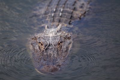 414 alligators removed from Disney World properties in the last decade after 2-year-old’s death