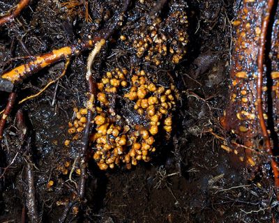 Subterranean fungi networks more than 100 quadrillion km in length, study finds