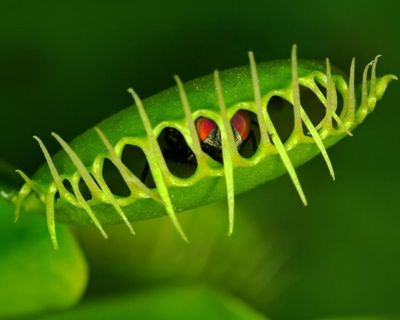 Scientists reveal surprising mechanism behind Venus flytrap’s rapid snap