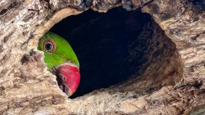 Peeking parakeet wins top prize in London wildlife photo contest