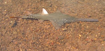 Climate change is causing fish to move to cooler water. But what if their escape route is blocked?