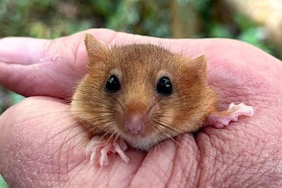 Hope for rare dormice as over 40 released into ancient Leicestershire woodland