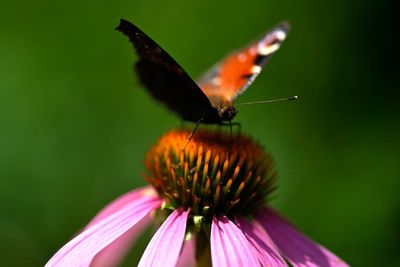 The ‘showstopper’ butterfly named Britain’s favourite in nationwide poll