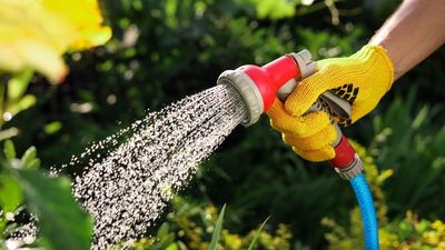 Gardeners urged to water their gardens at this exact time in summer for healthy plants