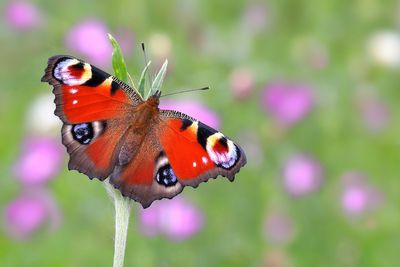 Britain’s favourite butterfly revealed after nationwide poll