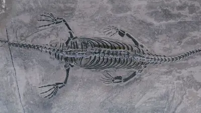 ‘I knew that it was something big’: 11-year-old Kansas boy uncovers 15-foot marine reptile fossil on geology club field trip
