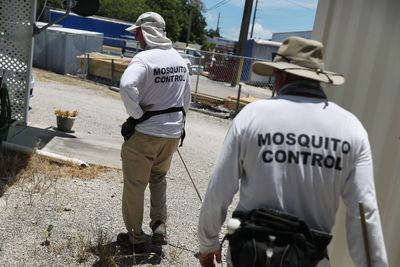 Dengue Cases Spike in Florida: Miami-Dade Under Mosquito Alert as CDC Reports 359% National Surge Ahead of Peak Season