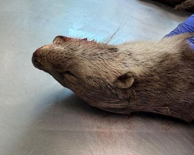 Country diary: The grisly beauty of an otter postmortem