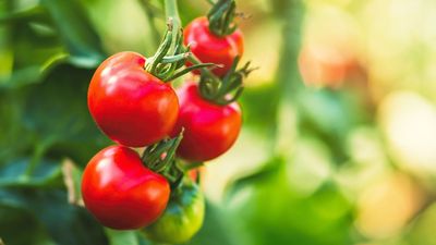 Why you need to pinch out tomato plants — here's how and when to do it