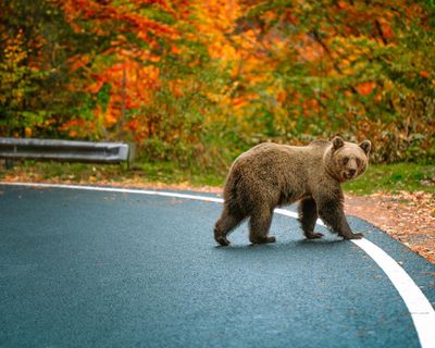 Hairpin bends and bears on the highway: readers’ favourite European road trips