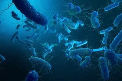 Seven more Shigella cases confirmed in Kerala's Wayanad