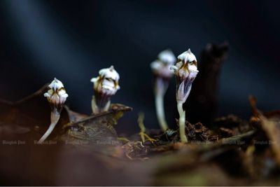 Little wonders among Phitsanulok’s rainy season greens