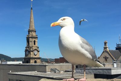 Police hunt for man who ‘punched and beat’ seagull on Cornwall beach