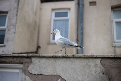 Police appeal after man ‘punches seagull’ on St Ives beach