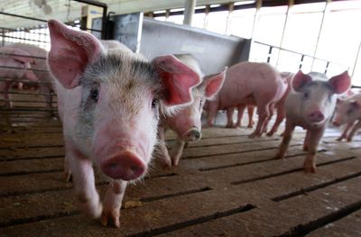 A Pig Disease Eradicated in the United States 22 Years Ago Has Come Back. What Happens in the Next 30 Days Will Determine How Serious the Consequences Are.