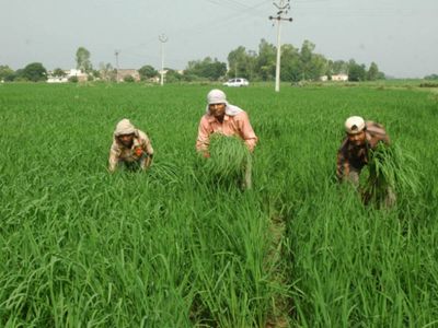 Global rice production was 713 million tonnes per year during 2006-2015, saw growth: Study