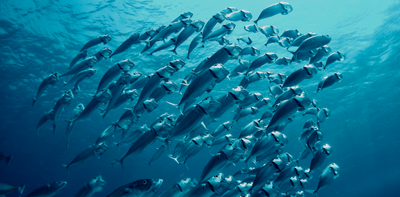 El Niño is back, and ocean temperatures are already near record highs – that can spell disaster for fish and corals