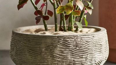 4 Soil Cover Ideas for Potted Houseplants That Will Help Them Thrive — And Which Ones Look Best