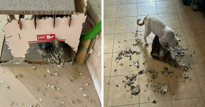 40 Funny Pics Of Cats Being Themselves And Showing Off Their Shredded Masterpieces