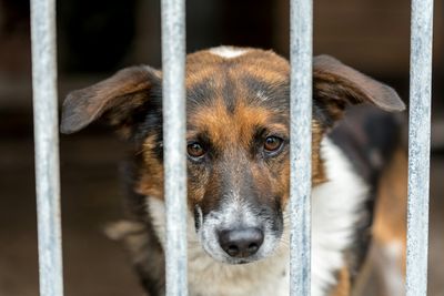 Chinese Man Arrested After Allegedly Using Fake Adoptions to Obtain Dogs for Abuse Videos