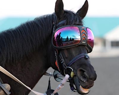Clamour to see Gold Cup hope Trawlerman after revelation he wears ski goggles