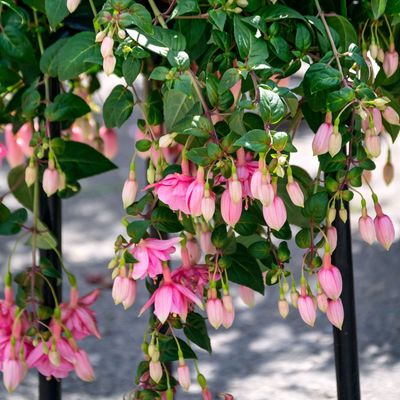 5 plants that thrive on a north-facing balcony garden – the best flowering and evergreen varieties for a lush outdoor space