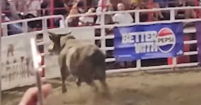 Rodeo Under Fire: Bull 'Party Bus' Jumps Fence, Injures Spectators and Sparks $11.5M Lawsuits
