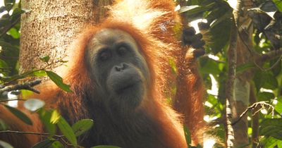 World's Rarest Orangutans Pushed Closer to Extinction As 58 Were Killed After Four Days of Extreme Rain