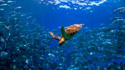 Spy Turtles And Fish In The Sea? China Claims Sea Animals Are Being Turned Into Secret Spy Devices