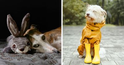 From Zoomies To Side-Eyes: A Dog Expert Explains 17 Curious Canine Habits