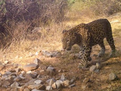 Leopard sightings surge in Delhi's Asola Bhatti sanctuary