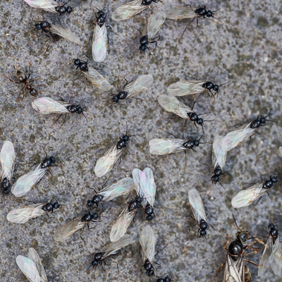 Flying ant day is coming to the UK – pest experts reveal what it is, and how to get ready for it