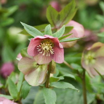 5 low-maintenance plants that will flourish in the trickiest spots in your garden with almost no effort – they thrive on neglect and don't mind shady corners