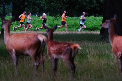 A million events was never in the plan, says parkrun founder as milestone nears