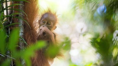 World's rarest great ape decimated by 4 days of extreme rain, with 7% of population lost to cyclone