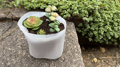 I made a DIY mini garden for free — all you need is this simple kitchen item