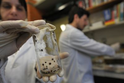 The CDC Now Recognizes Chagas Disease as Endemic in the United States — and an Estimated 300,000 Americans May Have It Without Knowing