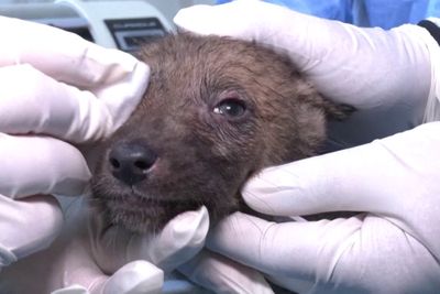 Seven rescued wolf pups under treatment in Turkey